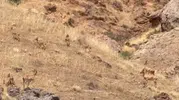 Malatya dağlarında sürpriz ziyaretçiler objektiflere takıldı