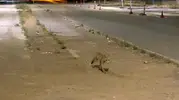 Sivaslı kokoreçcinin sadık müşterisi her akşam paket servisi bekliyor