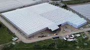 Samsun Bafra'da dev seralar topraksız üretime geçti