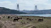 İstanbul barajlarında sular çekildi Sazlıdere’de taban ortaya çıktı