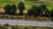 Edirne Meriç'te bozayı paniği yaşanıyor