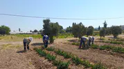 Didim Belediyesi kendi yağını kendi üretiyor