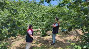 Düzceli üretici için fındık hasat takvimi belli oldu