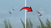 Yangınla mücadelede büyük acı: Söndürme helikopterleri havada çarpıştı