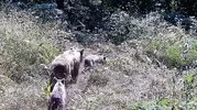 Tarlasına kurduğu kameraya ayı ailesi ve geyikler takıldı