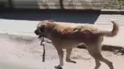 Aybastı'da yürekleri sızlatan görüntü: Çengel kurbanı köpeğe belediye şefkati