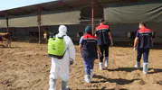 Iğdır'da hayvancılıkta kritik dönem: Salgın riskine karşı dev koruma kalkanı