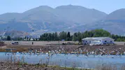 Denizden yüzlerce kilometre uzakta şaşırtan manzara: Erzurum semalarında martı sürprizleri