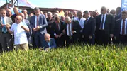 Bafra Ovası'nda tarihi an: Türkiye'nin ilk çeltik ağası belli oldu