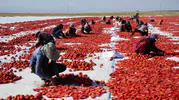 Niğde'nin bereketli topraklarından dünya sofralarına: Poyrazın kuruttuğu lezzet