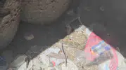 Bitlis'in kıyısında şaşırtan doğa olayı: Yılanların gizemli dansı kamerada
