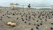 Avcılar sahilinde yaz bitti: İnsanlar çekildi, meydan martılara ve güvercinlere kaldı