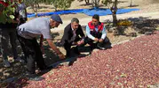 Denizli'nin bereketli topraklarında Antep fıstığı bereketi: Üreticinin emeği kazanca dönüştü