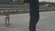 Samsun-Ankara yolunda yürek ısıtan anlar: Yaralı geyiği ölüme terk etmediler