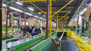 Hatay'ın limon ihracatında titiz denetim mesaisi: Pestisit engeline geçit yok