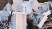 Arnavutköy'de vicdansızlık kamerada: Çayırlığa boşalttığı tonlarca bozuk balık başına dert oldu