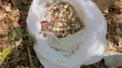 Tunceli'nin endemik hazinesine dokunmanın bedeli ağır oldu: 3 kişiye milyonluk fatura