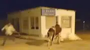 Enez sokaklarında nefes kesen kovalamaca: Mezbahaya gitmemek için trafiği birbirine kattı
