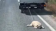 Şanlıurfa'da vicdanları sızlatan görüntü: Kamyonetin arkasında sürüklenen köpek için soruşturma başlatıldı