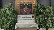 Samandağ'da gökyüzünden gelen takip: Kenevir tarlaları dronla deşifre edildi