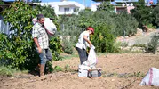 Mersinli çiftçiye enginar bereketi: 10 bin yumru toprakla buluştu