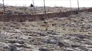 Divriği'de sıra dışı misafirler: Cam seyir terasının doğal sakinleri görüntülendi
