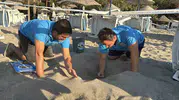 Bodrum sahillerinde mucizevi anlar: 62 minik yaşam mavi sularla buluştu