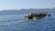 Muğla'nın sarp kayalıklarında asırlık gelenek: Keçiler her yıl deniz yoluyla göç ediyor