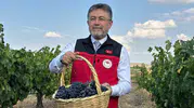 Bağlarda yüz güldüren hasat: Türkiye üzüm üretiminde dev rakamlara ulaşıyor