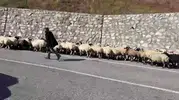 Yaylalarda sonbahar sessizliği: Göçerlerin zorlu kış yolculuğu başladı