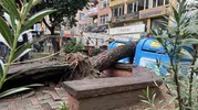 İzmit'te sabah saatlerinde büyük tehlike: Parktaki ağaç sokağa devrildi