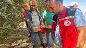 Manisa'nın bereketli topraklarında 2026 hasat rotası çiziliyor: Rekolte sahada şekilleniyor