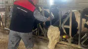 Baklan'da hayvancılıkta kritik dönem: Şap aşısı seferberliği start aldı
