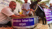 Yüzyıllık önyargı Manisa'da yıkıldı: Hoşnut isimli eşek hoşafın tadına baktı