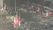 Bolu'daki hindi çiftliğinde korkunç bilanço: Alevler binlerce canlıyı hayattan kopardı