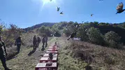 Zonguldak ormanlarında renkli kanatlar yeniden özgürlüğüne kavuştu