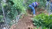 Samandağ'da jandarmadan uyuşturucuya geçit yok: 371 kök kenevir bulundu