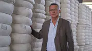 Söke Ovası'nda pamuk üreticisine beklenen müjde: Yeni sezon fiyatı belli oldu
