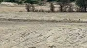 Batman'ın kırsalında beklenmedik misafirler: Sabahın sessizliğini oyunlarıyla bozdular