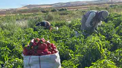 Şanlıurfa'nın kırmızı altını damlarda hayat buluyor: İsot mesaisi başladı