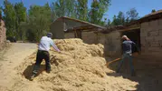 Tercan ovasında hummalı mesai: Hayvanların kışlık rızkı güvence altına alınıyor