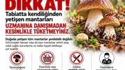 Sinop'ta sonbahar uyarısı: Doğadaki o lezzet ölüm saçıyor olabilir