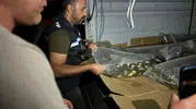 Bitlis'in su kaynaklarında devasa hareketlilik: Milyonlarca yavru sazan yeni yuvalarına kavuştu