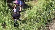 Jandarma dronla havadan iz sürdü: Mısır tarlasında kıskıvrak yakalandılar