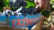 Erzincan'ın siyah incisi tezgahlara indi: Hasat heyecanı başladı