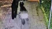 Reyhanlı'da gece yarısı operasyonu: Avluya giren maskeli hırsızlar kamerada