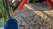 Gelibolu açıklarında devasa sürpriz: Bir ağ dolusu bereket