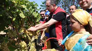 Gökçeada bağlarında bereketli mesai: Bakan Yardımcısı Gümen üreticinin yanında