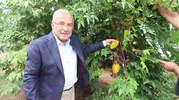 Fındığın Başkentinde Egzotik Devrim: Karadeniz'in Toprakları Artık Mango ve Ejder Meyvesiyle Tanışıyor