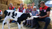 Muğla'da buzağı ölümlerine karşı dev seferberlik: İlk 24 saatte hayat kurtaran dokunuş